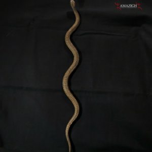 Old Large Ritual Snake – Verre Tribe - Adamawa State, East Nigeria