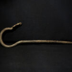 Beautiful Gan Bronze Ritual Stick – Burkina Faso